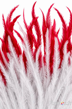 Struisvogel  baardjes - 8-15 cm - wit-rood